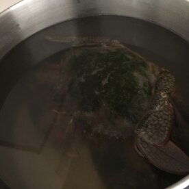 海で取れた蟹を使った簡単湯で蟹 レシピ 作り方 By Jinka 楽天レシピ 海で取れた蟹を使った簡単湯で蟹 レシピ 作り方 By Jinka 楽天レシピ